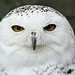 Snowy Owl