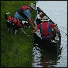 canine canoeist