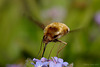 Bombylius major (Large Bee-fly)