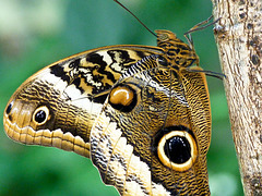 Owl Butterfly