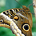 Owl Butterfly