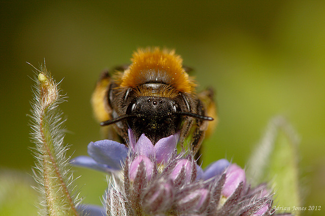 Early Mining Bee (Andrena haemorrhoa) ?