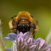 Early Mining Bee (Andrena haemorrhoa) ?