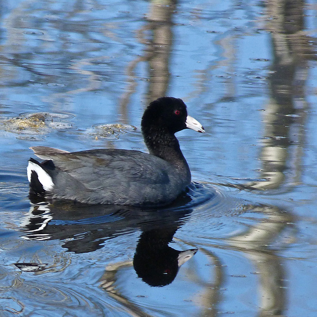 American Coot / Fulica americana