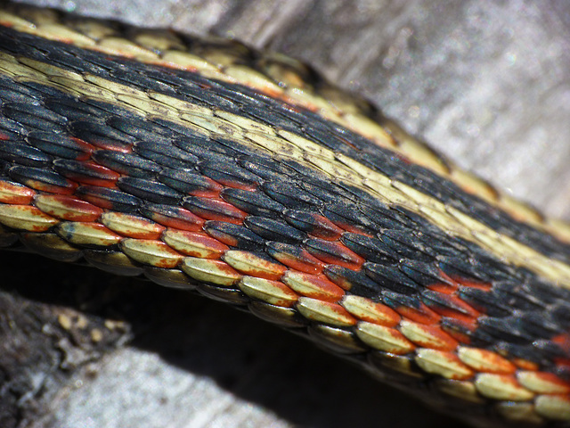 Red-sided Garter Snake Red-sided Garter Snake