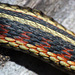 Red-sided Garter Snake