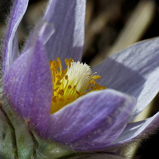 Prairie Crocus