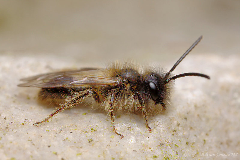 Mining Bee