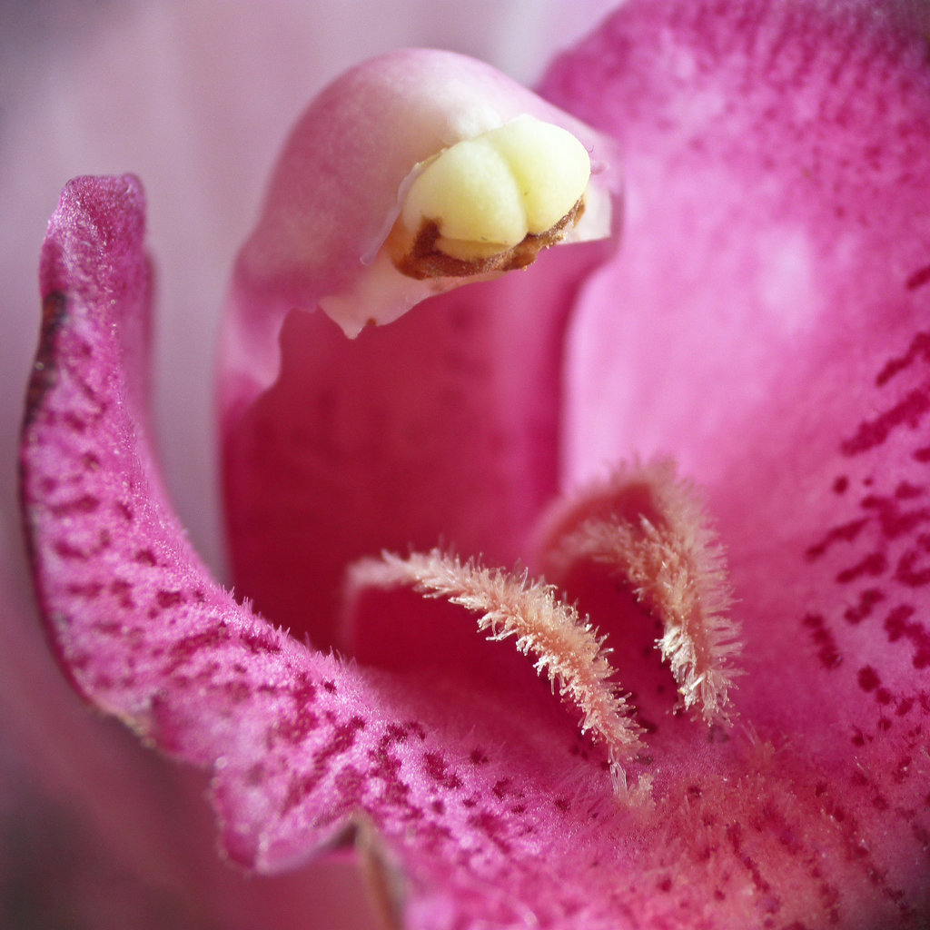 Inner workings of an Orchid