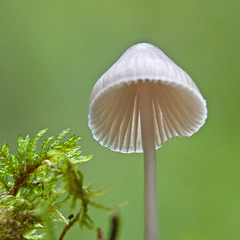 Tiny parasol