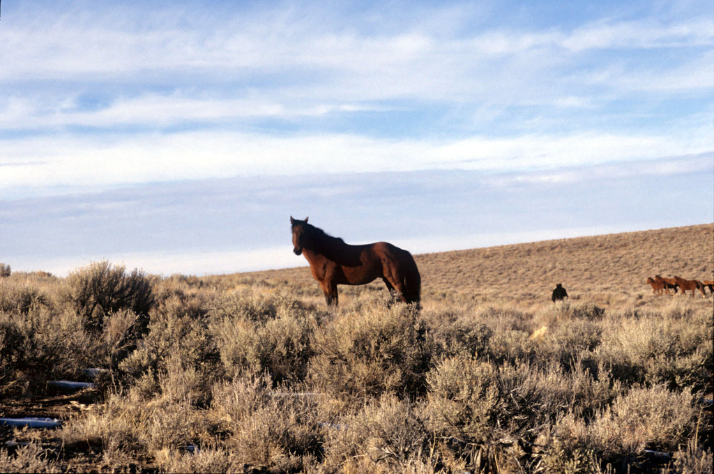 A horse with no name...