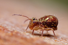 Dicyrtomina saundersi