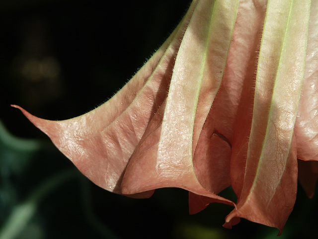 An Angel's Trumpet An Angel's Trumpet