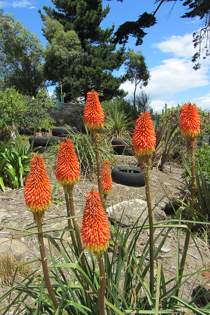 Dunedin, NZ, 19 Jan 2012