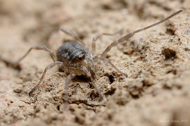 Harvestman