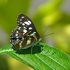 Common Sergeant Butterfly