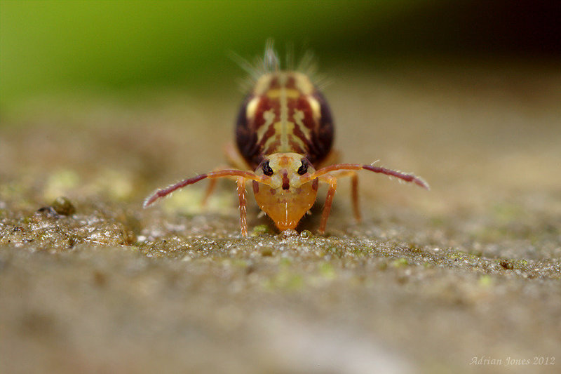 Dicyrtomina saundersi