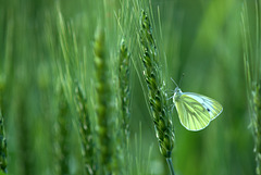 Papillon des blés