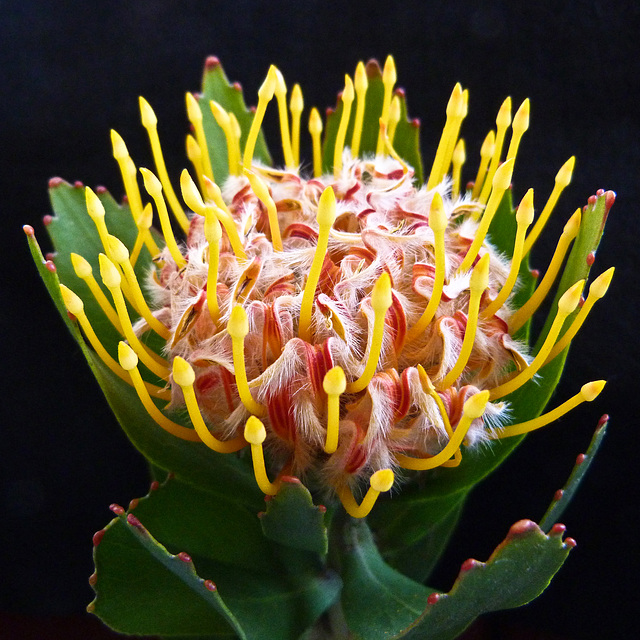 Protea / Leucospermum cordifolium