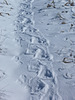 Porcupine tracks in the snow
