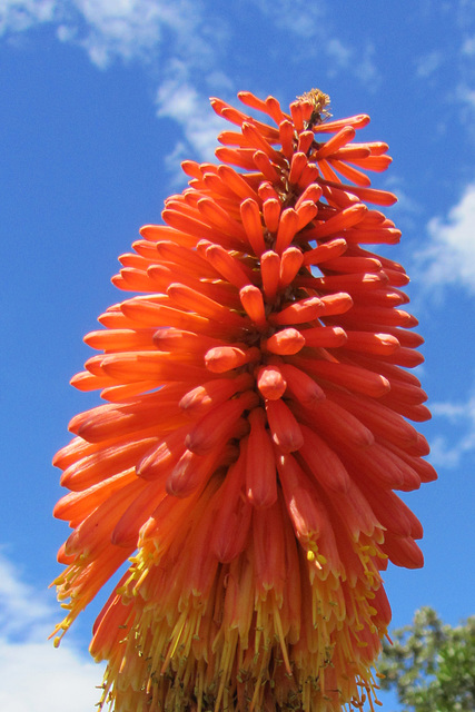 Dunedin, NZ, 19 Jan 2012