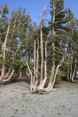 Bent trees near Round Top Lake