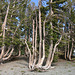 Bent trees near Round Top Lake