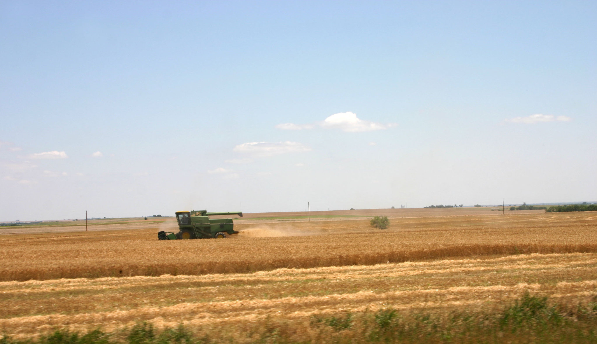 Harvesting the wheat