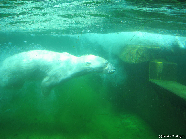 Eisbär unter Wasser (Wilhelma)