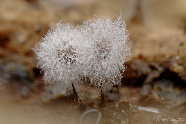 Tiny Fungi