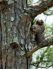 Pair of Great Horned Owls