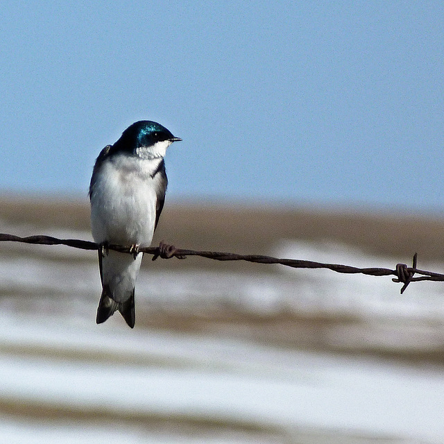 My first Tree Swallow of the year
