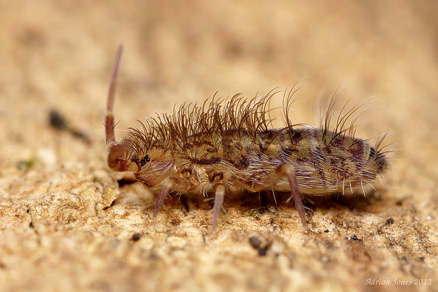 Orchesella villosa ?