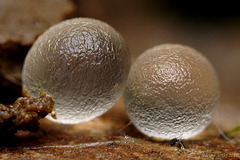 Slug or Snail Eggs