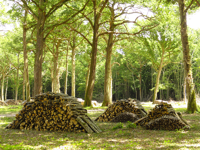 Coupe de bois