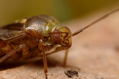 A small Bug