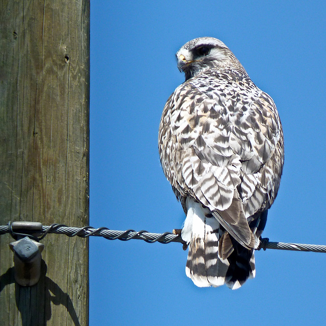 Rough-legged Hawk