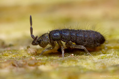 Isotoma caerulea