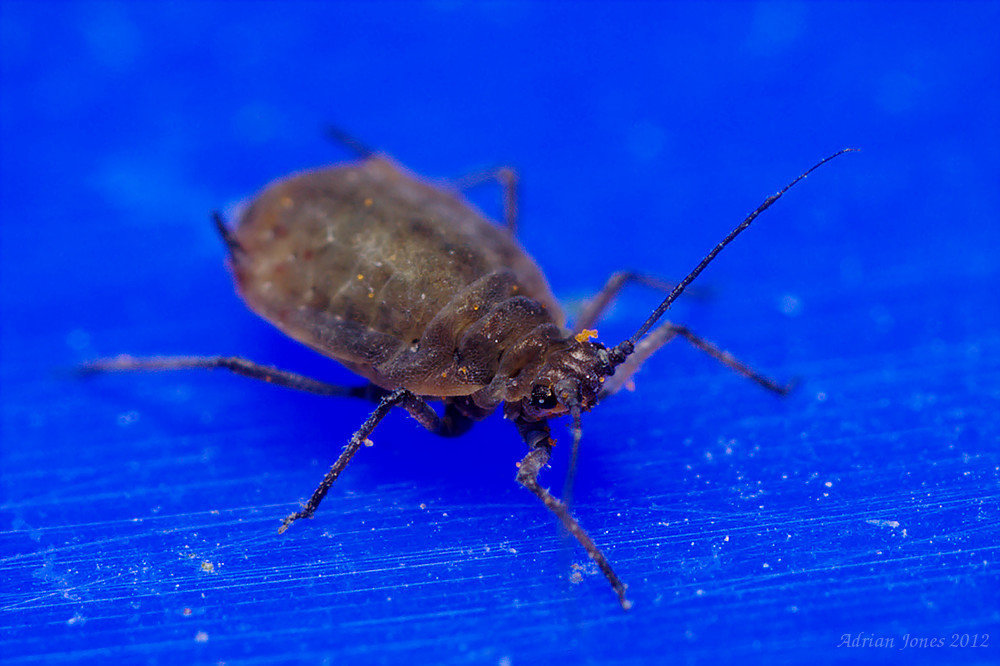 Aphid.
