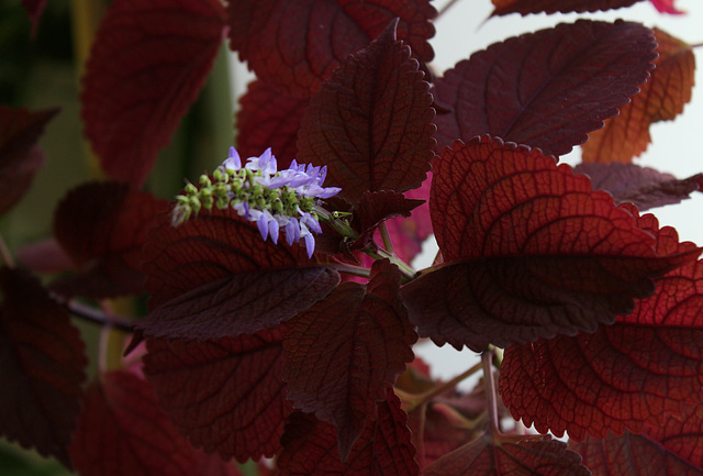 Coleus Minique (3)