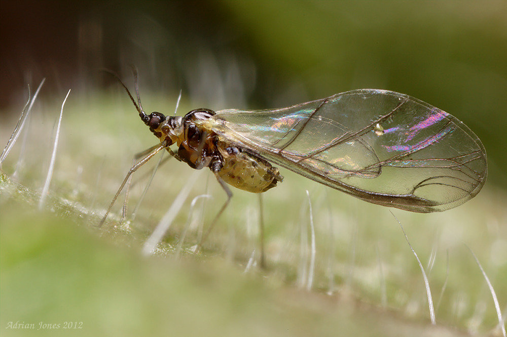 Aphid