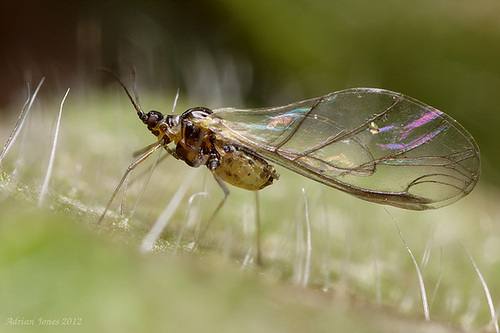Aphid