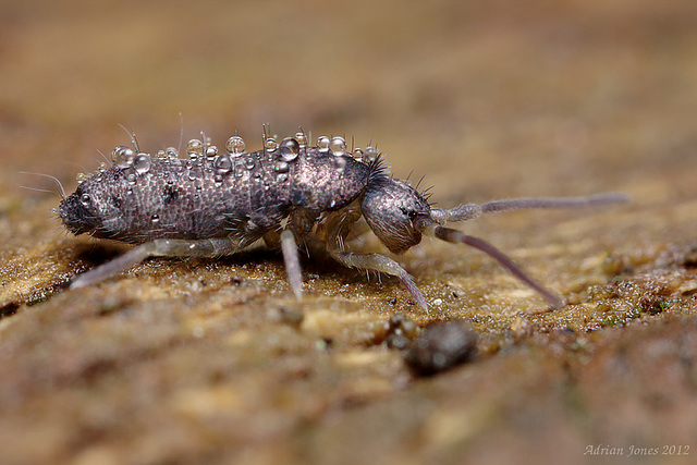 Tomocerus minor