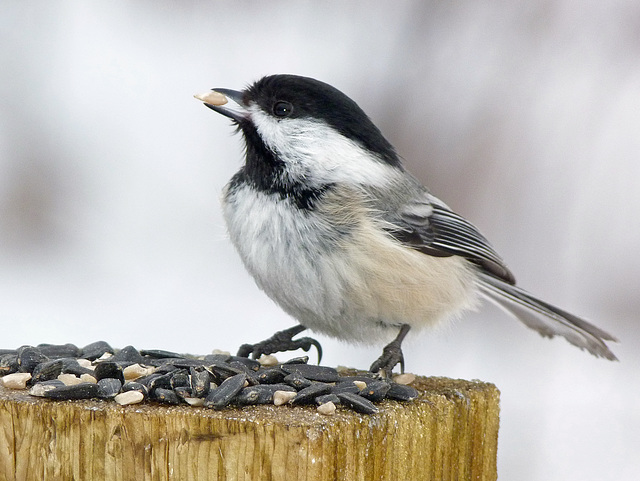 Black-capped Chickadee Black-capped Chickadee