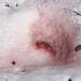 Blood on the snow?