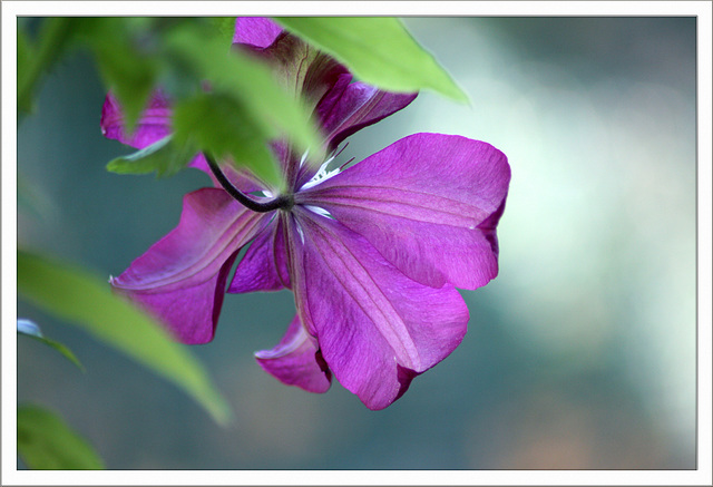 Clematis