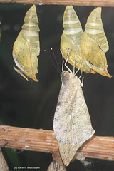 Frischgeschlüpfter Schmetterling (Wilhelma)