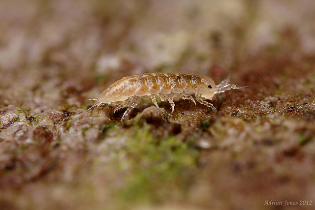 Trichoniscus pusillus (Common Pygmy Woodlouse) ?