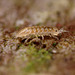 Trichoniscus pusillus (Common Pygmy Woodlouse) ?