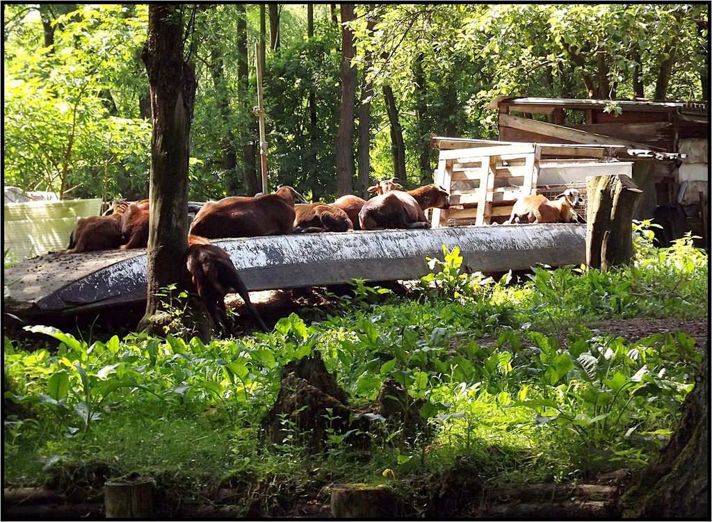 Spreewald 020